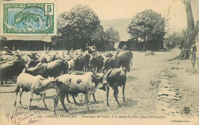 French Congo herd of oxen at the Sainte-Famille Haut-Oubanghi 1913