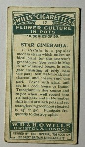 CIGARETTE CARD - WILLS FLOWERS IN POTS #17 STAR CINERARIA (UU506)