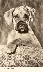 \Boxer Puppy\ Very nice English dog postcard