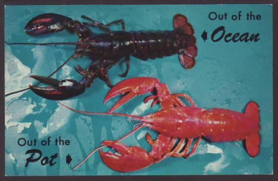  Lobsters Postcard 