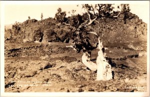 Real Photo Postcard Tree Growing in Lava Rock at Craters of Moon, Idaho