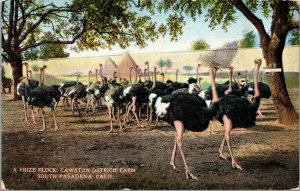 Vtg A Prize Flock Cawston Ostrich Farm South Pasadena California CA Postcard