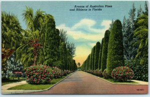 M-9410 Avenue of Australian Pines and Hibiscus in Florida