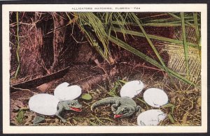 DOLLAR BOX - Alligators hatching