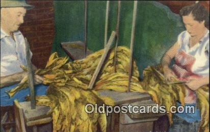 Grading the Cured Tobacco for Market Farming Postcard Post Card Unused