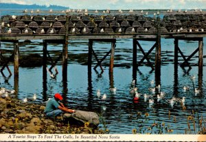 Canada Nova Scotia South Shore Lobster Traps & Tourist Feeding Gulls