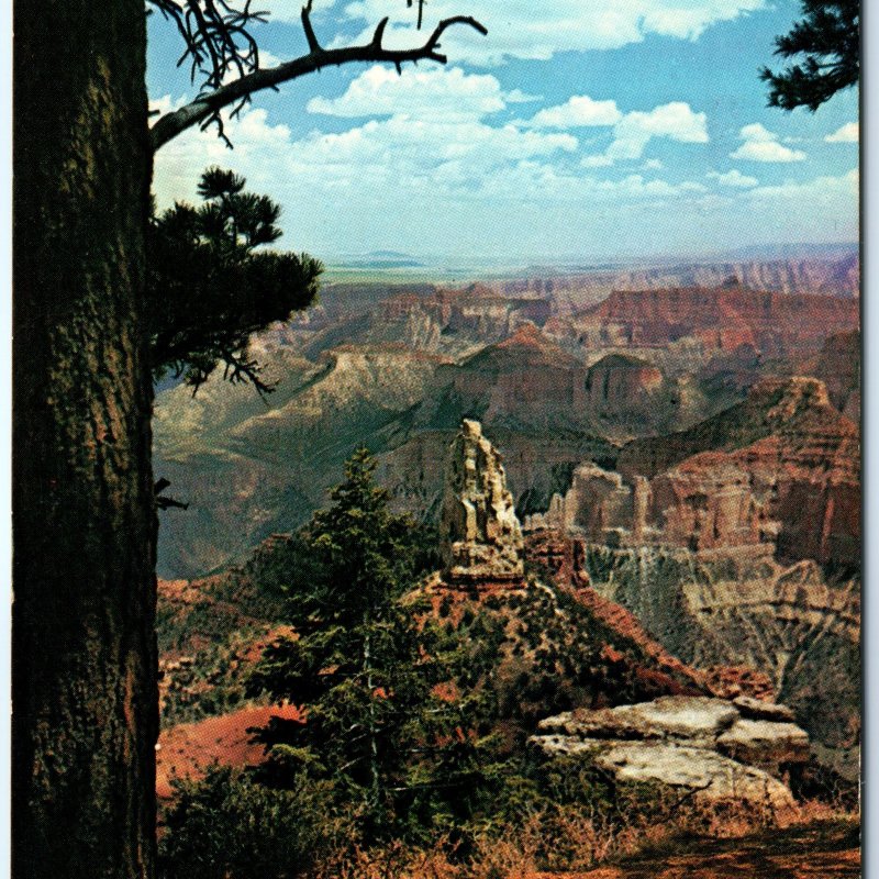 c1970s Grand Canyon AZ North Rim Pine Tree Sentinel Chrome PC Frank Proctor A297