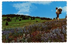 Manning Park, Alpine Flowers, British Columbia, Hiker with Backpack