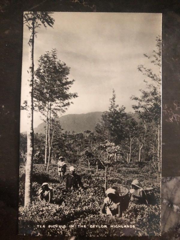 Mint Ceylon Real Picture Postcard Tea Picking In The Highlands