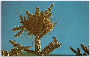 Postcard - The Cactus Wren of the Southwest