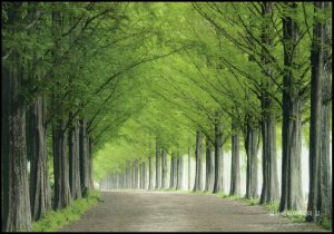 Korea Post card - Damyang Metasequoia Road