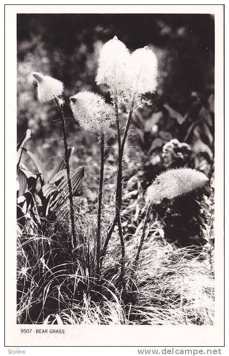 RP; Bear Grass, PU-1952