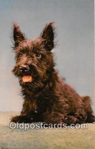 Scotch Terrier Dog Unused 