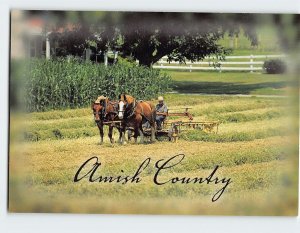 Postcard Horse, Amish Country, Pennsylvania