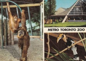 Orangutan Hornbill at Metro Toronto Zoo Canadian Postcard