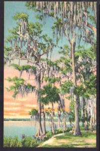 Cypress Tress Covered with Moss in Dixieland Postcard 4670