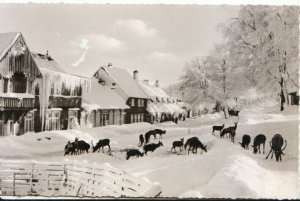 Germany Postcard - Wildfutterung Am Molkenhaus Bei Bad Harzburg - Ref 2909A