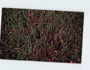 Postcard Cranberries Ready for Harvest Cranberry Gift House