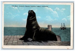 c1920's Old Ben Avalon's Mascot Catalina Island California CA Unposted Postcard