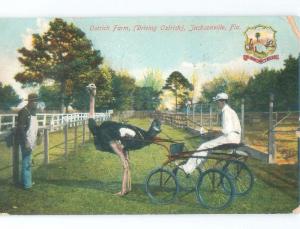 Divided-Back OSTRICH PULLS WAGON AT OSTRICH FARM Jacksonville Florida FL E9812