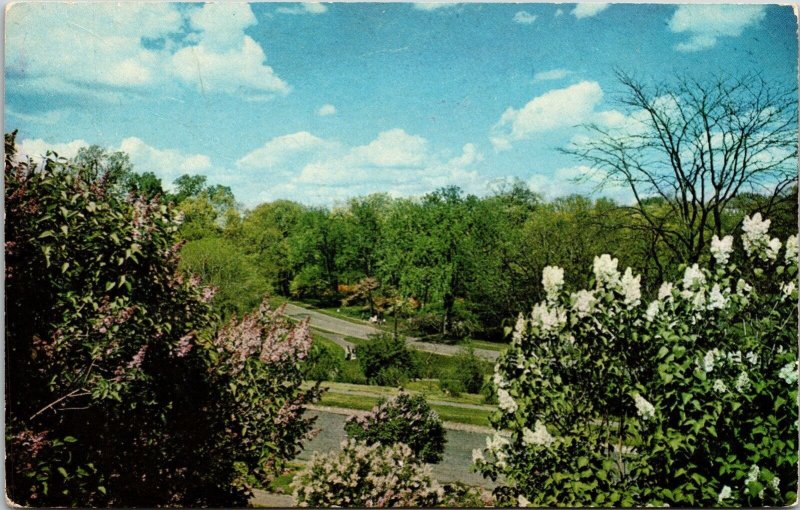 View Lilac Collection Torch Azaleas Postcard PM Cancel WOB Note VTG Vintage 