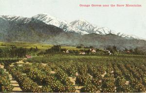 US    PC1109 ORANGE GROVES NEAR THE SNOW MOUNTAIN