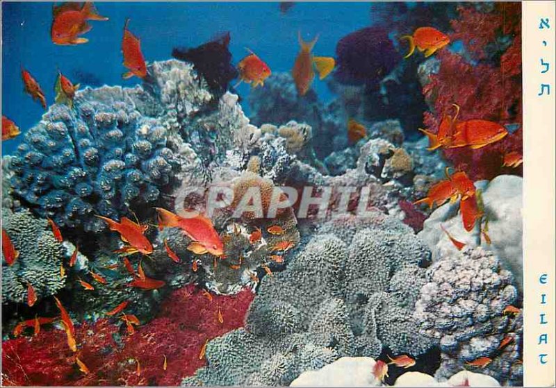 Postcard Modern Eilat Red Sea Under-water Scenery