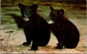 American Black Bear Cubs