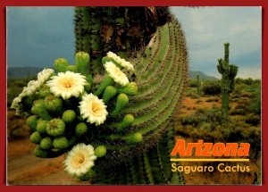 Arizona - Saguaro Cactus - [AZ-409X]