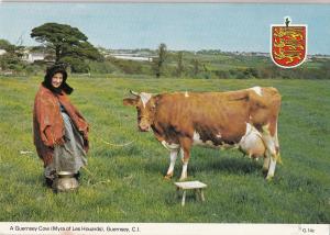 BF13901 a guernsey cow types  folklore  C I united kingdom  front/back image