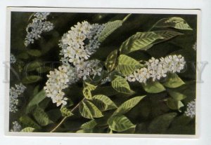 428042 Flower Prunus Padus Vintage Sammelwerk Tobacco Card w/ ADVERTISING