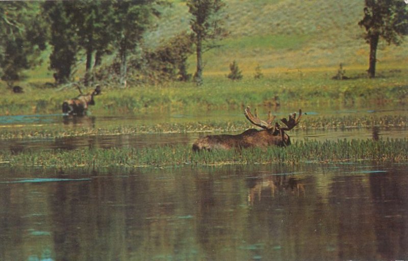Greetings from Moosehead Lake, Maine - Bull Moose Feeding