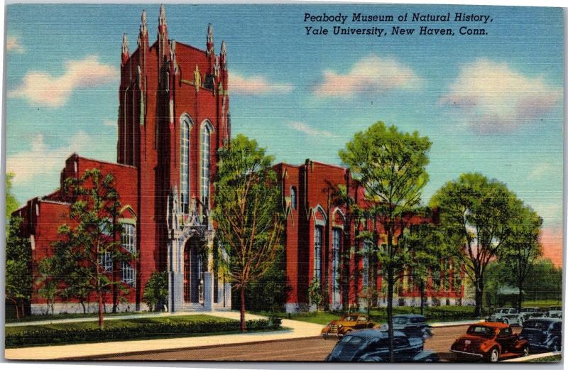 Peabody Museum of Natural History, Yale New Haven CT Vintage Linen Postcard H18