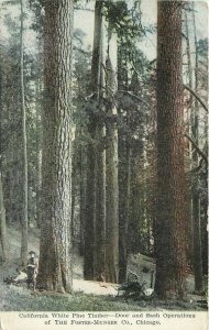 c1910 Logging Lumber California Pine Foster-Munger Chicago Advertising Postcard