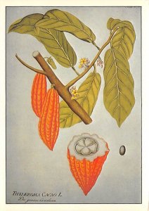 Theobroma Cacao L., Hand Coloured Copper Engraving 