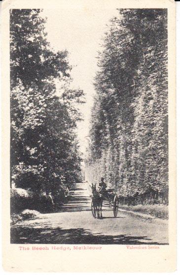 Ireland - The Beech Hedge, Miekleour 1905 Blaircowrie CDS