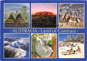 BG21064 cow koala bear sydney opera house rodeo australia