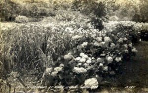 Real Photo, Jungle Garden - Avery Island, Louisiana LA  