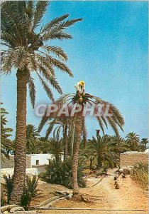 Postcard Modern Tunisia always legmi