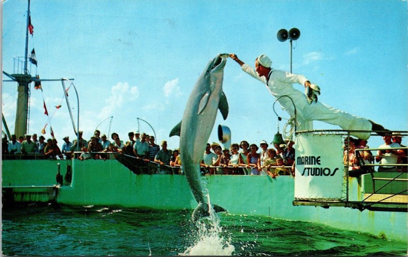 Jumping Porpoises Marineland Florida FL Riviera Beach Cancel Postcard WOB Note 