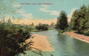 Vintage Postcard Cedar River Near Lake Washington Trees Nature Beauty Water