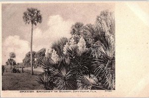 Postcard NATURE SCENE Daytona Florida FL AJ3793