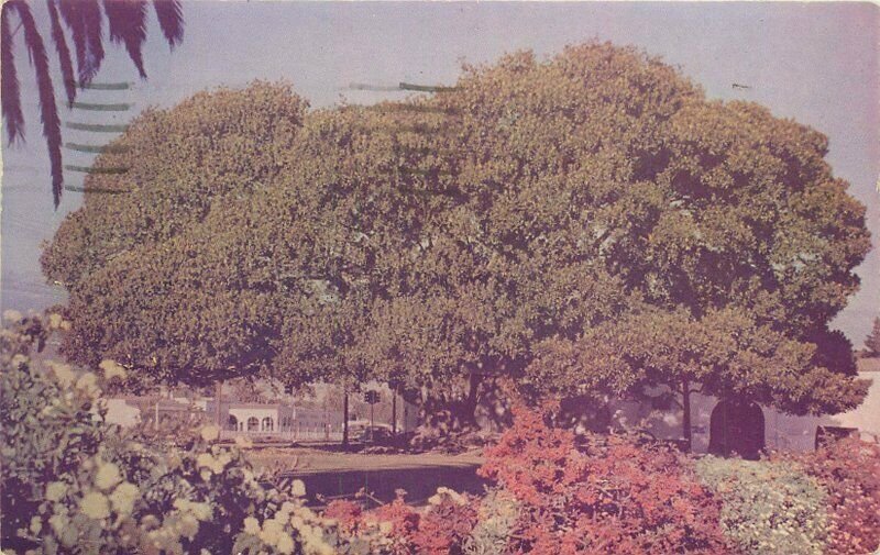 Moreton Bay Fig Tree Santa Barbara California #C2342 1951 Postcard 20-13765