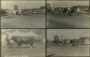 State Fair Cattle Displays Cows Multi View c1910 Real Photo Postcard