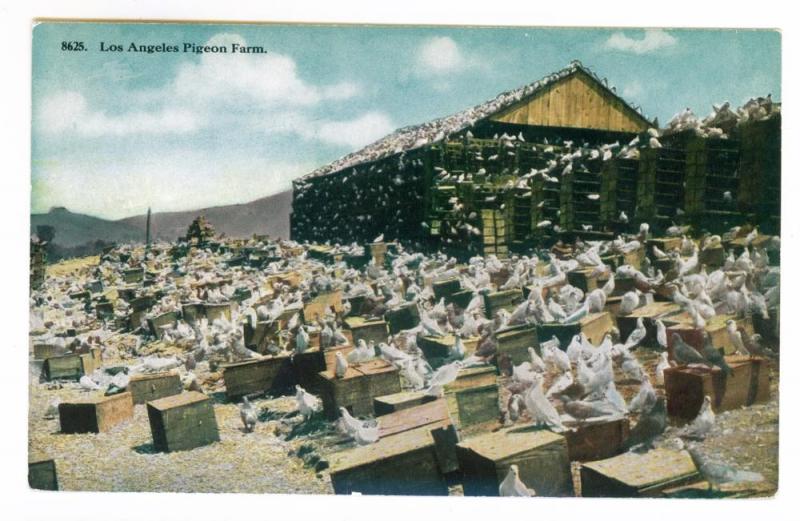 Los Angeles, California Pigeon Farm PPC unused