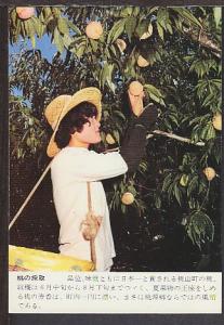 Picking Fruit in China Postcard BIN 