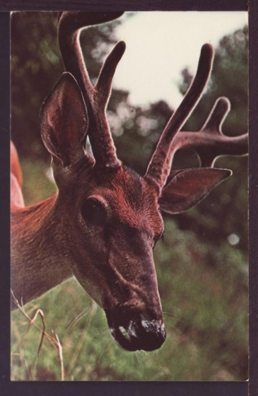 Buck Deer in Velvet Post Card 3341