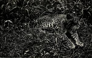 malaysia singapore, Resting Leopard (1910s) RPPC