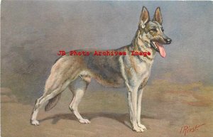 267611-Alsatian Wolfhound, Berger Alsatien, I Rivst, Stehli No 97