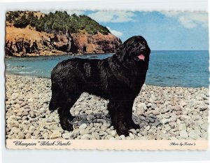 Postcard Champion Black Sambo, St. John's, Canada